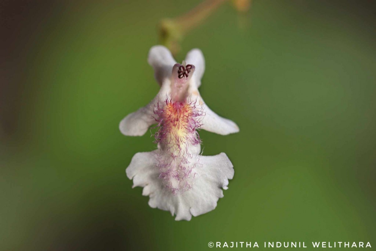 Vitex leucoxylon L.f.